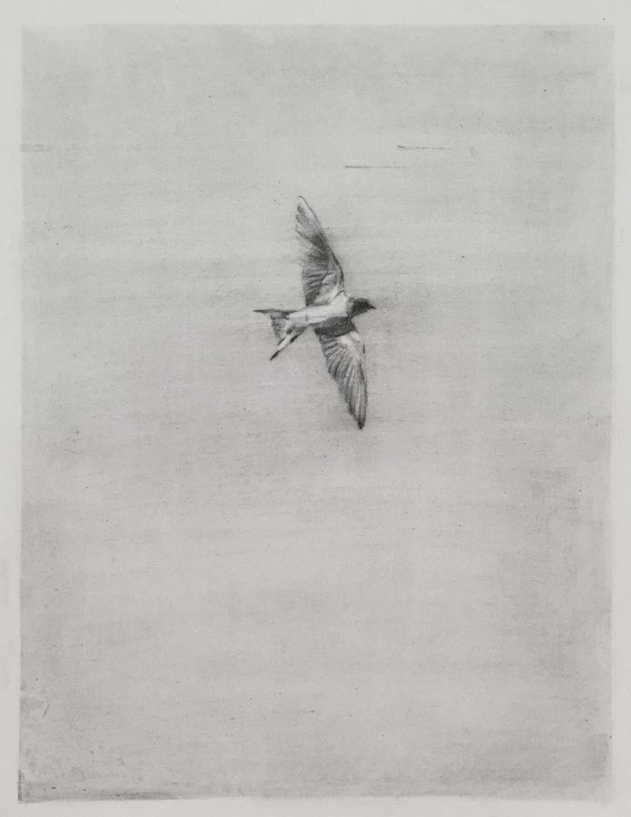 Sarah Minutillo, L’oiseau, graphite sur papier, 260x200 mm, 2020