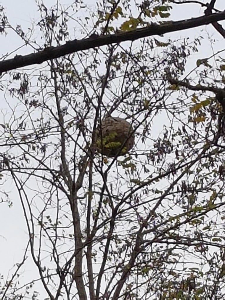 Nid secondaire de frelon trouvé à Liège