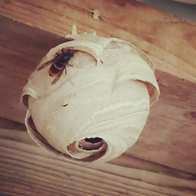 Nid primaire de frelon asiatique  dans un abri de jardin  (taille d’une mandarine ou d’une orange)