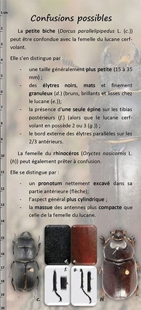 lucane cerf-volant différenciation