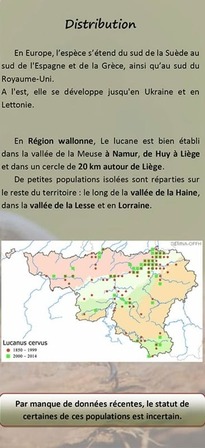 lucane cerf-volant distribution