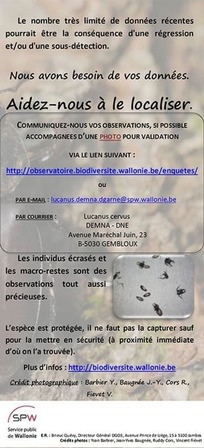 lucane cerf-volant données