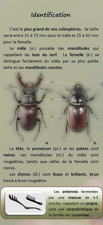 lucane cerf-volant identification