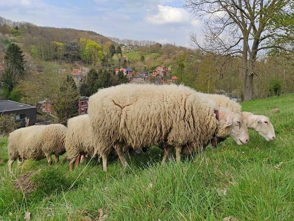 ©Ville de Liège - Emilie Denis