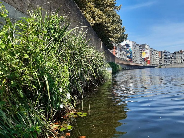 Fascines végétalisées © Ville de Liège - Emilie DENIS