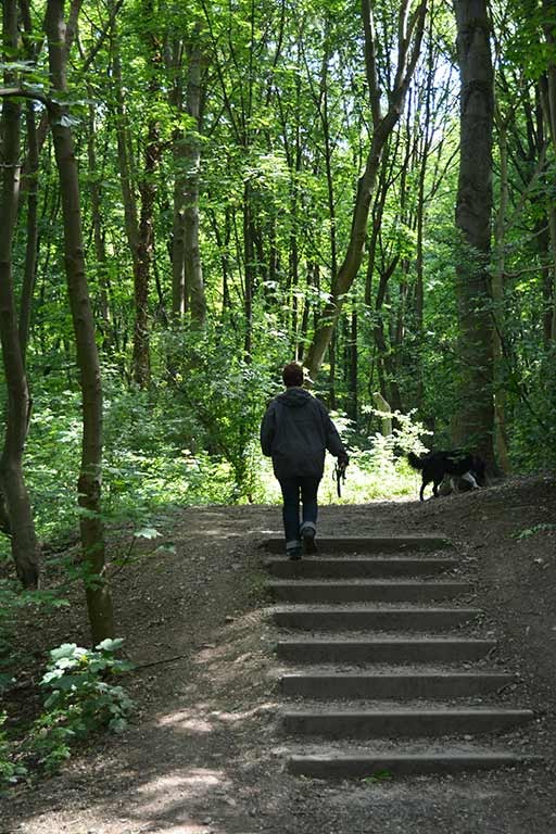 Le bois de la Chartreuse - ©Ville de Liège (Urbanisme) - J P ERS