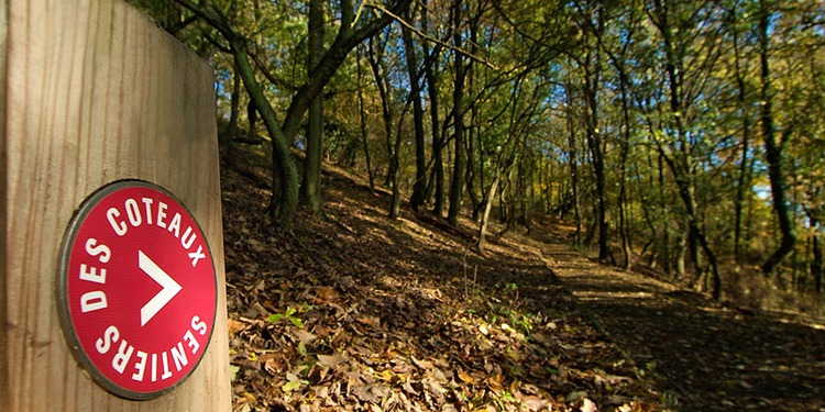 Coteaux: Bois des Carmélites - © Ville de Liège (Tourisme) - M VERPOORTEN