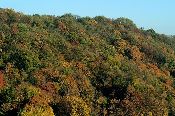 Coteaux: Bois des Carmélites - © Ville de Liège (Tourisme) - M VERPOORTEN