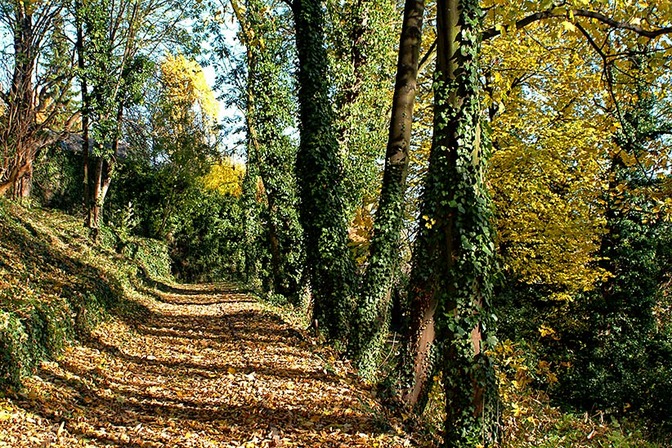 Coteaux: Bois des Mineurs - © Ville de Liège (Tourisme) - M VERPOORTEN