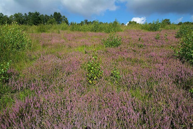 Domaine du Sart-Tilman: Lande de Streupas - © Ville de Liège (Tourisme) - M VERPOORTEN