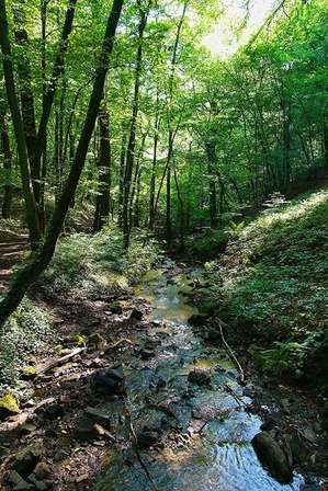 Domaine du Sart-Tilman: Ruisseau du Blanc gravier - © Ville de Liège (Tourisme) - M VERPOORTEN