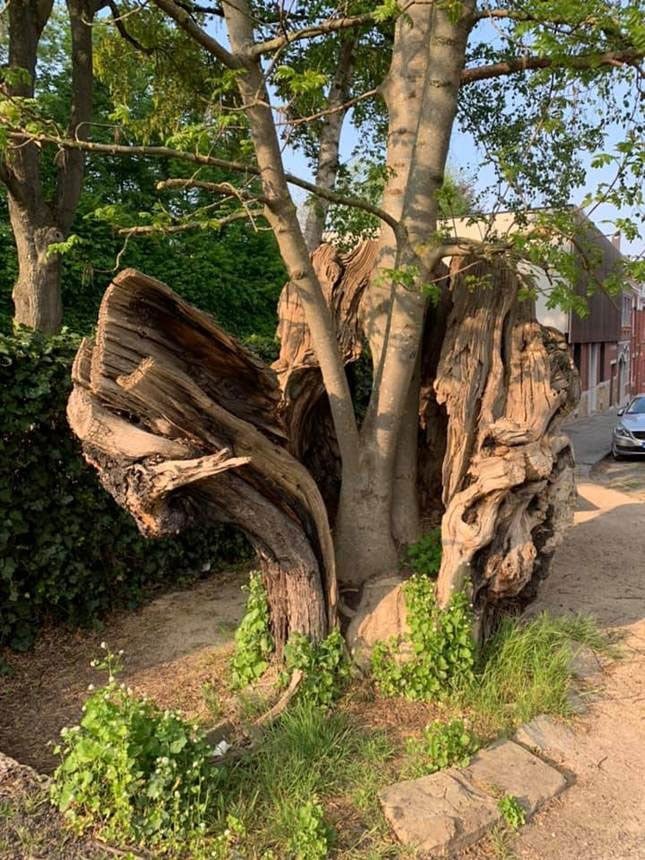 Arbre « Frêne Collin » - © G. Krettels