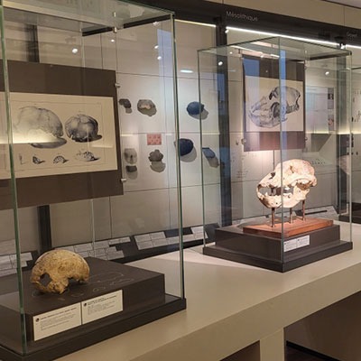 Vue d'une salle du Département d'Archéologie du Grand Curtius - © Ville de Liège - Grand Curtius