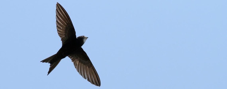 (c) René Dumoulin