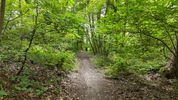 Réserve naturelle du bois de Wandre © Ville de Liège