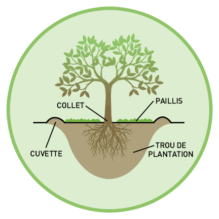 Trou de plantation